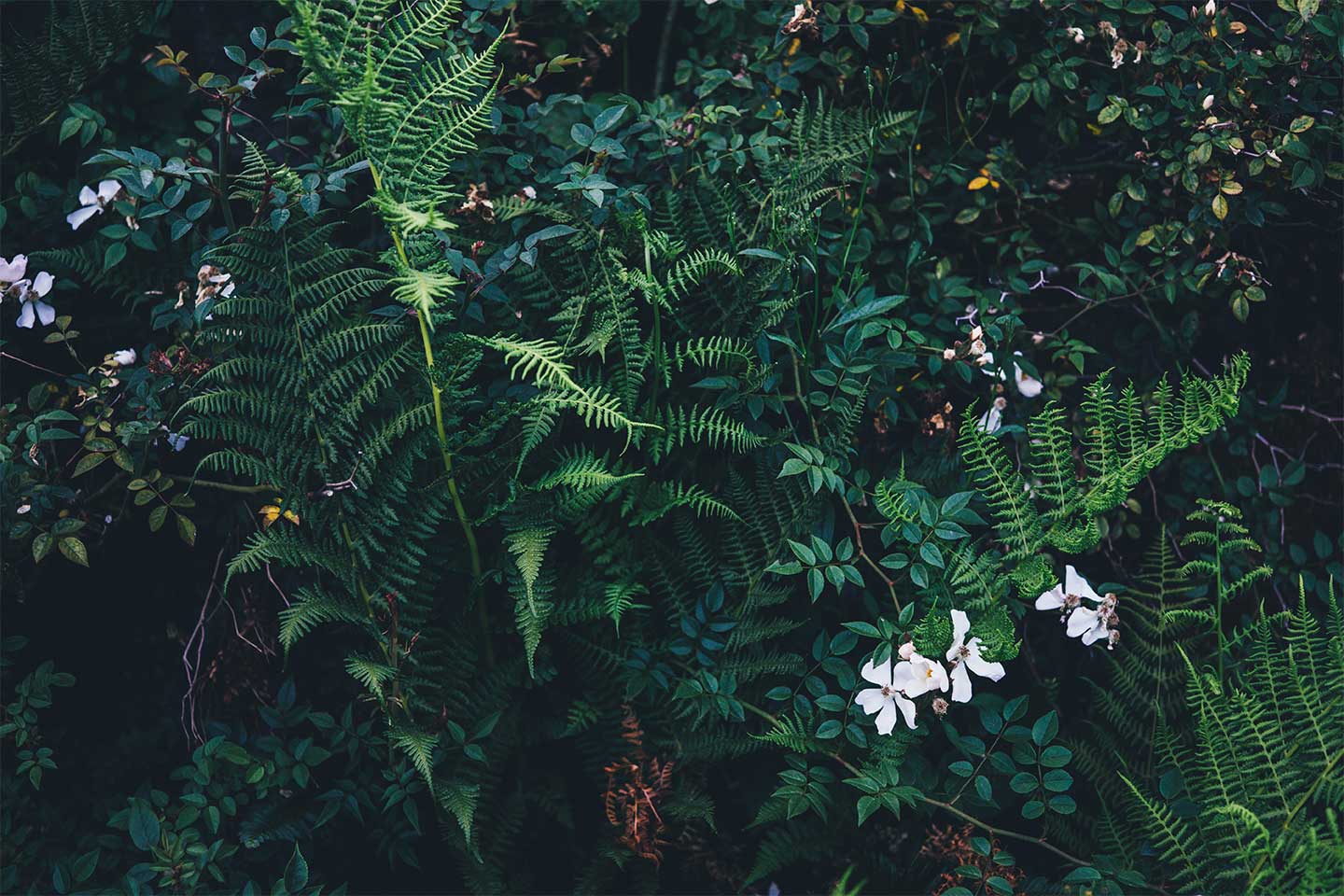 background-image